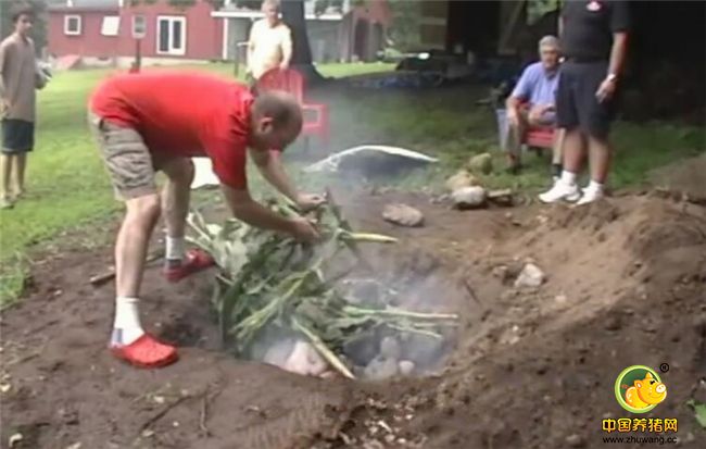 在院子里挖上一个大坑，坑里烤上很多的炭，等明火消失之后，把包裹了八角叶的肥猪放进去。上面再盖上几层叶子。