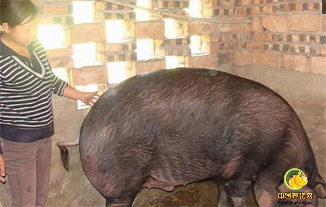 广西岑溪市一农民精心饲养一头肉猪长达13年，如今这头体重已经400公斤的肉猪仍在长膘。