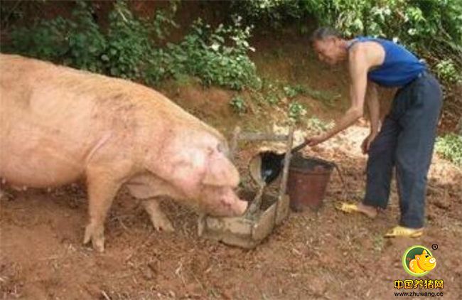 三堡镇立垌村农民黎镇伟介绍，这头肉猪是他2004年夏天花了400多元从三堡镇上的猪苗市场买回来的，当时只有30公斤左右。圈养后不久的一个雨夜，那头猪嗷嗷直叫，跳出猪圈撞击主人的房门。