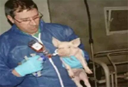 中国养猪网