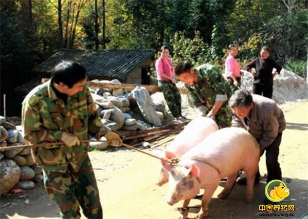 相信养猪的人都赶过猪，赶猪的印象是非常深刻的，拖拉拽，可以说是用上十八般武艺。