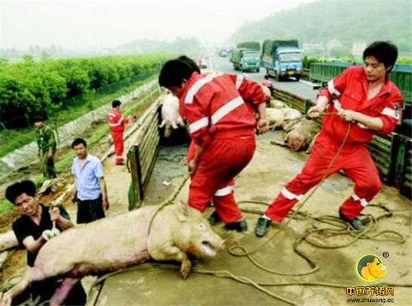 这样赶猪装上车的猪非死即残，不但累坏赶猪的人，对猪的伤害也很大，这是得不偿失的。