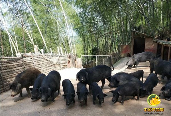 用湘西黑猪与莽山山里的野猪杂交，培养出一种高品质生态猪———莽山黑豚。这种黑豚，纯野生放养，杜绝任何抗生素和添加剂。