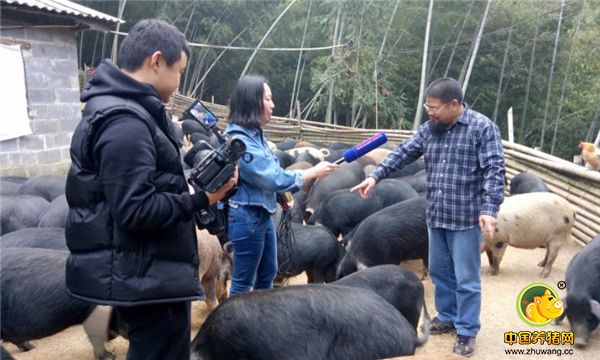 牧猪人何勇接受记者专访。