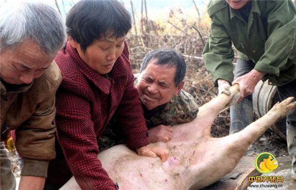 湖南6旬夫妻杀猪匠，两人一天轻松杀5头猪还嫌不过瘾，说猪不够杀！