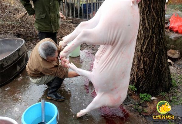 猪毛去除干净后，老谢把猪挂在了一棵树上开始剖膛，这也是最需要技术的步骤。
