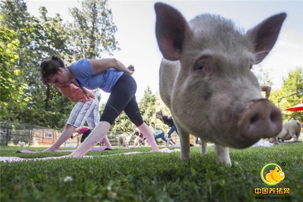 在加拿大奥尔德格罗夫的快乐农场保护区，有一对富有灵性的猪，每当瑜伽爱好者练功的时候，这两只猪就会来到现场，检查学员的练功情况。
