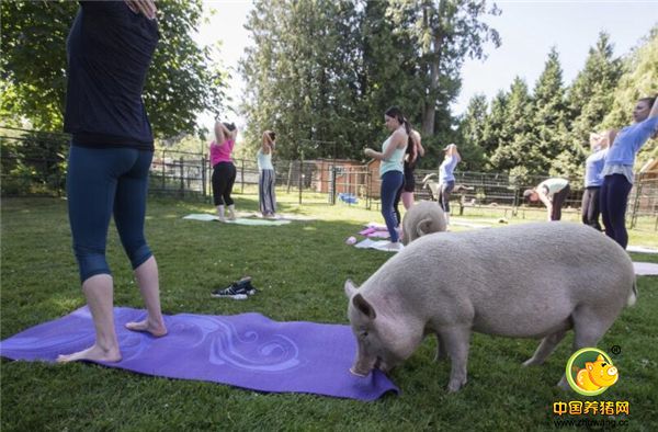  如果哪位瑜伽学员偷懒或动作不规范，“猪教练”会发出哼哼声，并用猪鼻子拱学员以示警告。