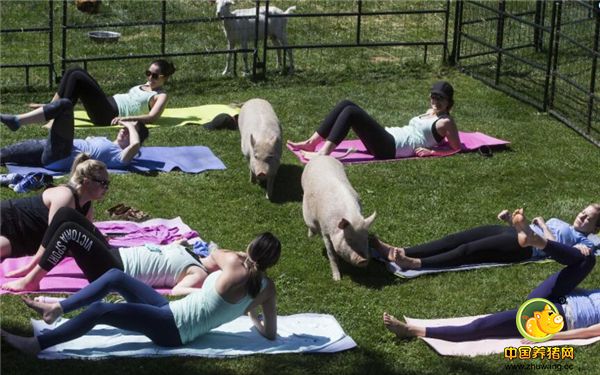 “猪教练”在学员中四处穿行，检查瑜伽学员的动作是否规范。