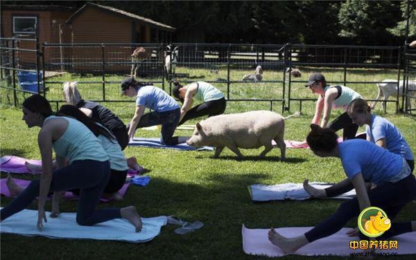这对富有灵性的猪前世说不定就是修行深厚的瑜伽大师。