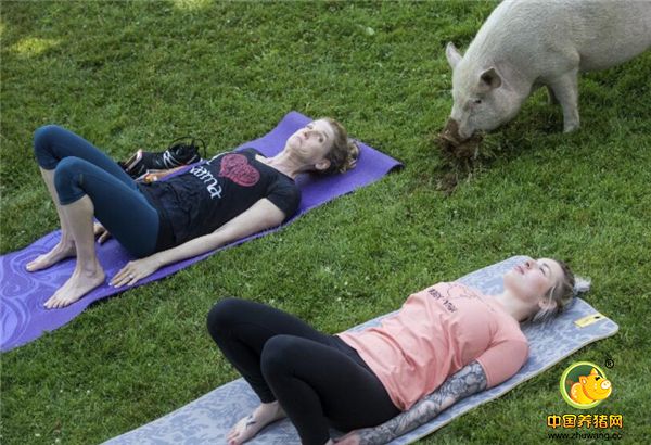 有灵性“猪教练”在学员中四处穿行，督促瑜伽学员认真练功不许偷懒。
