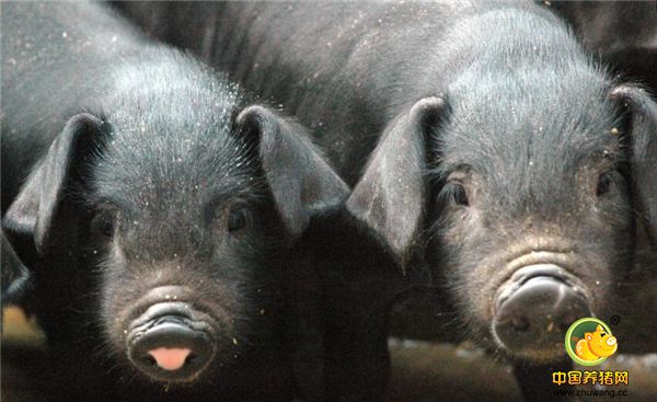 北方人很难见到的猪，藏香猪世界少有的高原型猪种，你吃过吗？