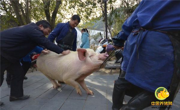在广西钦州浦北县，村佬的老家，当地农村以前家家户户都会养上一两头猪。一年才会卖，所以猪都特别大。