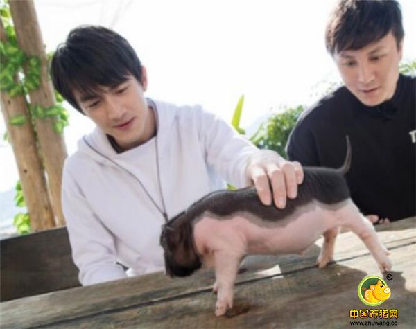 最近，林更新在参加江苏卫视《三个院子》录制时，和朱桢一起在小院里养了两只可爱的小香猪。