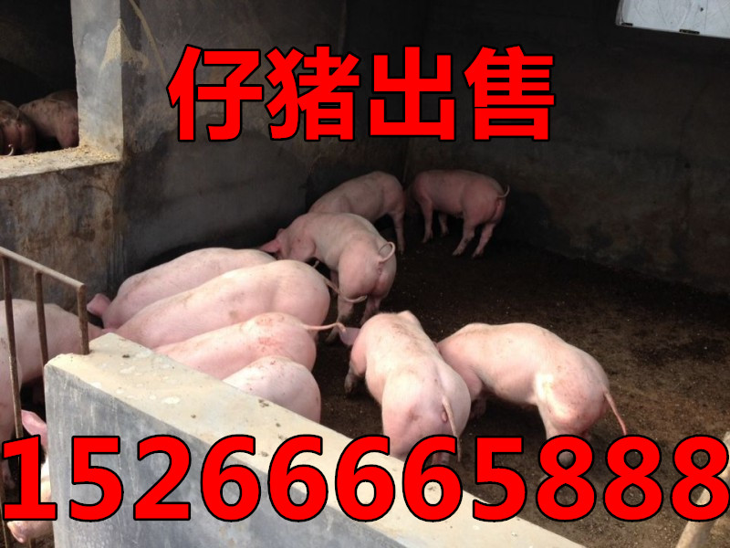 15266665888三元仔猪供应基地