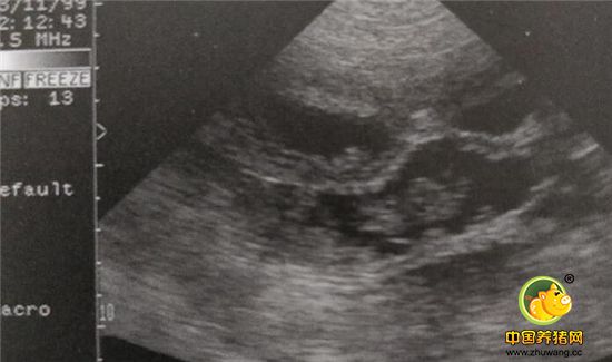 这是妊娠35天左右胎儿在母猪子宫内的成像，子宫壁和胎盘变厚，并且紧密的镶嵌在一起而，胎儿在在其中间。