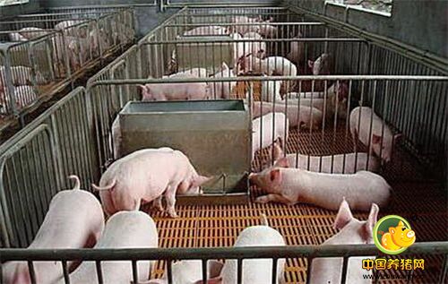 养猪场管理必须注意的五个问题！