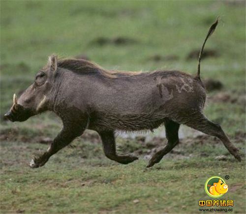 疣猪是野猪的一种，因为面部长有疣子而得名。
