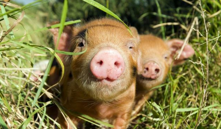 猪场中母猪是延续后代的重要标志之一，好的母猪可以每年生产出很多优秀的健康仔猪，不好的母猪将会及时的被淘汰掉