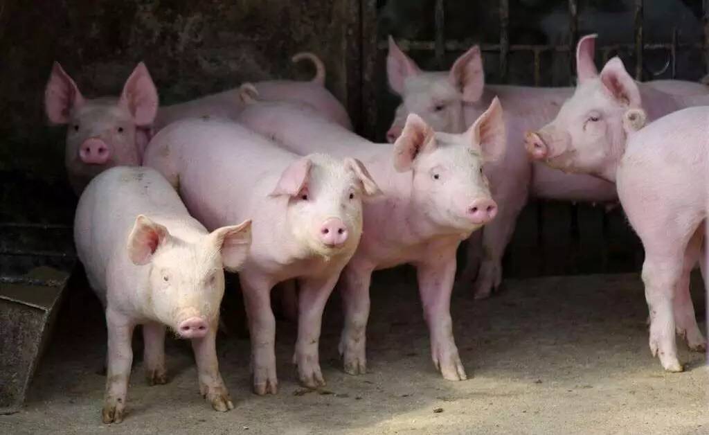 7月12日全国生猪市场价格分析