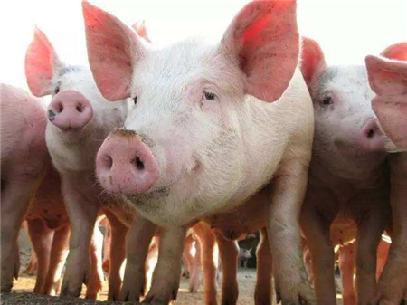 2018年07月13日中国养猪网仔猪价格-20至30公斤行情走势报价，单位：元 公斤