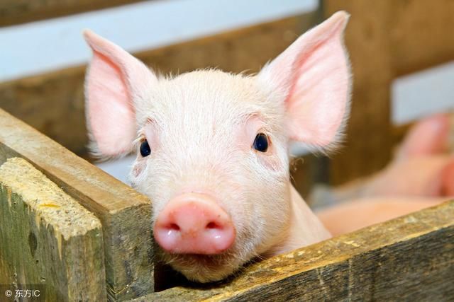 7月16日全国生猪市场价格分析：屠企压价心理渐起，规模场下调出栏价，猪价小幅震荡！