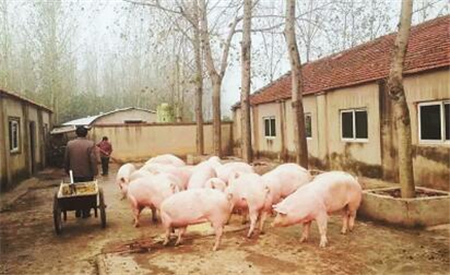 【实验室】为何养猪人还是不懂实验室检测的作用？
