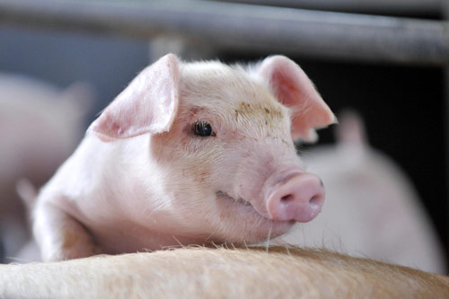pig333世界猪业之窗
