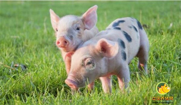 夏季猪场若做好这几点，保育猪的饲养也简单！