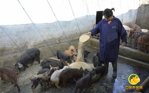 经过两三年的的种猪培养，“混血猪”已有三四代，300多头猪里有100多头“混血二师兄”，占了养殖场圈养猪的三分之一。