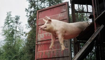 像大多数涉足生猪养殖的企业一样，龙大肉食的养殖业务亦在上半年出现亏损，进而影响了公司的整体盈利能力。 　　