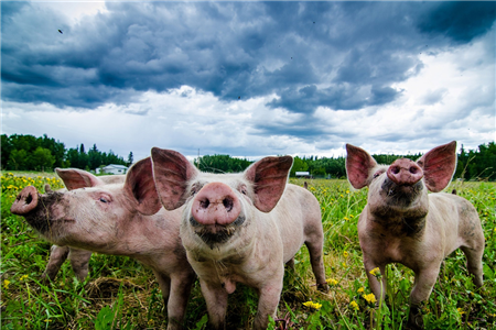 中美贸易战如期开打，国内养殖户将受益 　　 　　据新牧网监测的生猪报价信息统计，截止2018年7月15日全国各省生猪平均价格为6.29元/斤，较上周同期上涨0.49元/斤，其中福建生猪报价最高，为6.6元/斤，近十天，全国生猪价格猛涨重回成本线。 　　 　　行业人士分析认为，这波行情的上涨，主要得益于进口猪肉冲击减缓，及季节性变化导致的市场可供应数量偏少。据海关统计资料显示，今年1-5月，我国进口猪肉54.9万吨，比去年同期(下同)减少4%。随着中美贸易战正式开打，美国出口中国猪肉受成本影响也将削减，预计未来自美进口猪肉将减少。 　　 　　另一方面，由于前期猪价下跌，养殖户出现压栏情况，加之当前出栏生猪是冬季仔猪养殖而成，受冬季气温低影响，仔猪成活率低，出栏减少供应偏紧，共同影响造成猪价的季节性上涨。 　　 　　业内人士认为，近期的价格上涨，更多的是养殖户与企业的正常调整存栏和补栏，当前整体产能依旧偏高，不排除进入今年9月份再次出现下跌，切不可看好行情补栏扩张产暖，以免造成更大损失。 　　 　　直联直报信息平台，养殖场将实现数据化监测 　　 　　日前，国务院办公厅印发的《关于加快推进畜禽养殖废弃物资源化利用的意见》中指出，到2020年，全国畜禽粪污综合利用率要达到75%以上，规模养殖场粪污处理设施装备配套率要达到95%以上的目标。 　　 　　为达到这一目标，国家已推出一系列政策保障执行，特别是畜禽规模养殖场信息直联直报平台的建立，实现了集养殖场备案管理、生产效益监测、价格监测、畜禽粪污资源化利用监测、畜牧信息发布、绩效考核、信息统计监测分析和预警等应用于一体的目标。达到了统一管理、分级使用、共享直联的总目标。对提高畜牧业统计监测水平，加强畜禽粪污资源化利用监测有重大意义。畜禽粪污资源化利用监测将进入信息化时代