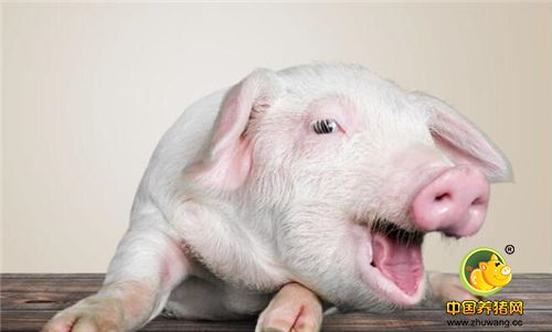 猪场想赚钱养好保育猪是关键！