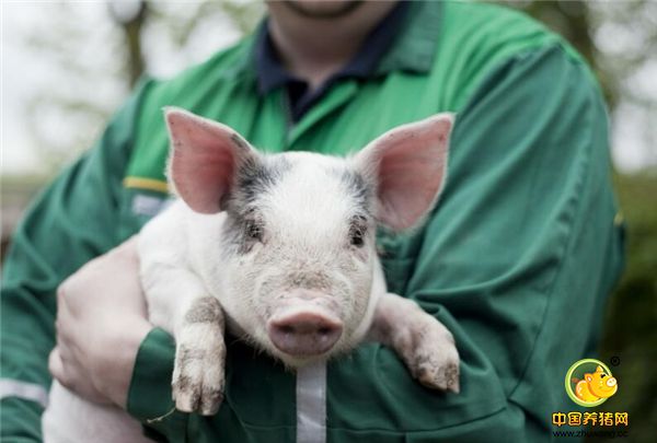 猪场常用药——青霉素在使用中的注意事项，养猪新手认真看！