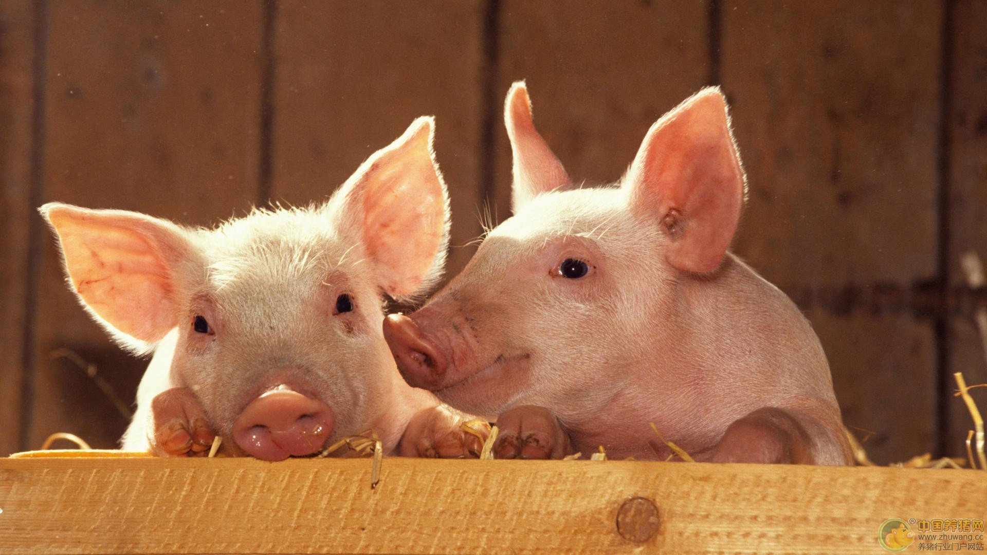 7月19日全国生猪市场价格分析：生猪存栏减少 阶段性上涨或将来临