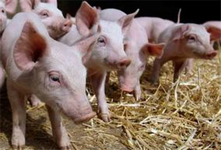 7月份以来，猪价出现快速上涨，截至7月13日，生猪均价达12.7元/公斤，较月初涨幅已达11%。我们分析，此轮猪价上涨主要原因为年初冬季仔猪存活率偏低带来的生猪供应季节性下滑，