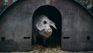 中国养猪业的形势在变化，规模化、产能和效率继续提高。行业压力仍将持续，养殖从业人员该如何突围呢？