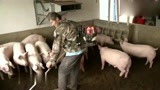 农民大哥养猪有绝招，一年销售额可达600万，厉害了！