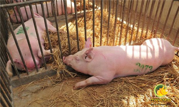 总之，以猪为本，才是正确养猪之道，今后还需要进一步完善种公猪的基础代谢、生理反应、营养调控、动物福利与疾病挑战等，对种公猪营养需要和标准做进一步的补充，以使猪场饲养和管理策略建立在更合理的科学原理基础上。