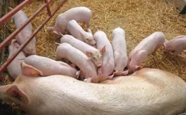 小猪顽固性拉稀，养猪人大剂量猪瘟苗预防，靠谱吗？