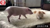 小萌猪追着新玩具满屋跑，这是只灵活的小猪仔！