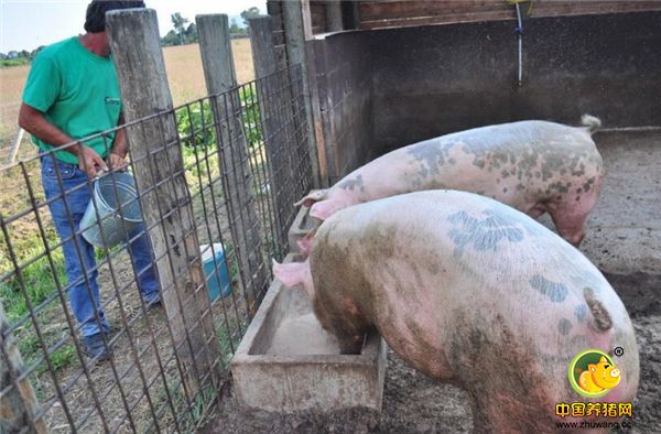 农民养猪前景如何，个体户养猪、养猪大户怎么看呢？