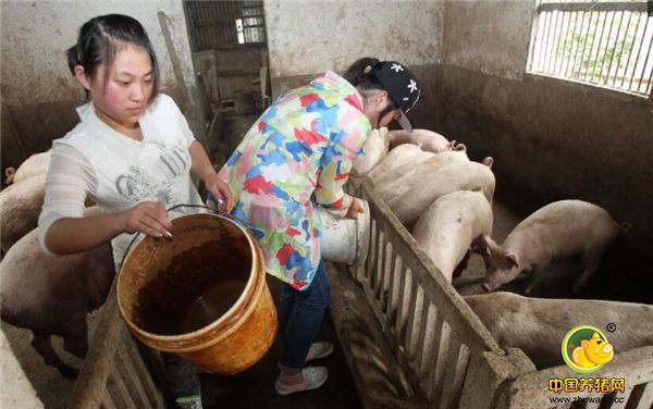 而生猪养殖，在我国市场需求仍然很大，仍然吸引很多人加入，而许多年轻人返乡创业搞养殖，给农村发展带来新的活力。