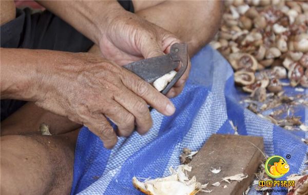 4、槟榔，对于南方大部分地区，槟榔是非常熟悉的。能够驱杀猪体内多种肠道寄生虫，使用后有助于虫体排出。 特别是驱除绦虫、姜片虫疗效显著。