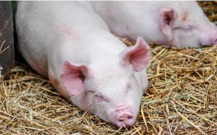 猪场猪瘟作祟恐造成后续损失 养殖户仍不能忽视它