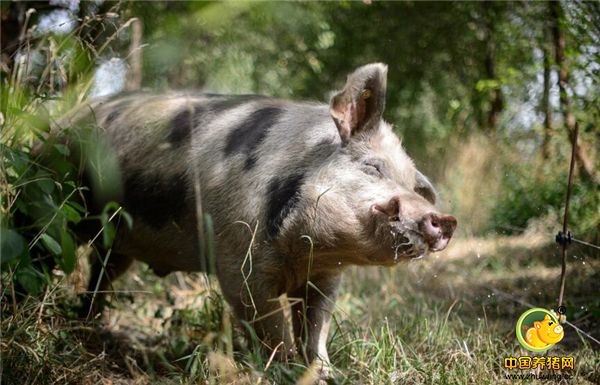 这只生活在德国波茨坦的母猪林里的小猪，这些动物常年生活在一个老苹果种植园里，这只蠢萌的小猪仔，正在咬苹果园的围栏