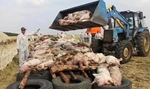 目前养猪场应如何做好非洲猪瘟防控工作？