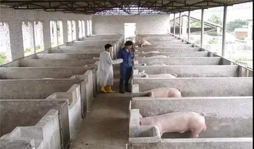 猪是猪场生产的命脉，种猪质量直接关系到猪场生产效益，健康的种猪才能生产出健康的小猪。所以，加强种猪饲养管理，提高种猪质量，保证种猪健康，才能提高猪场生产效益，下面是温氏养猪生产部老师分享的母猪饲养方案，非常实用全面。