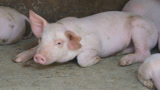 全国猪价突破前期高点 华北多地涨0.4元.公斤