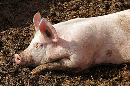 温氏半年肉猪出栏量首次突破千万头 合作养猪户略减少